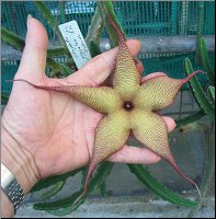 Stapelia gigantea hybride 12